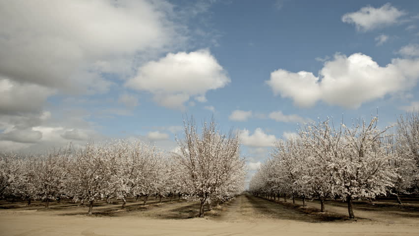Almond Blooming Trees