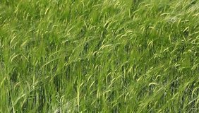 Wheat field in spring