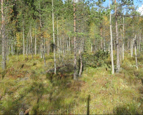 autumn landscape forest and marsh
