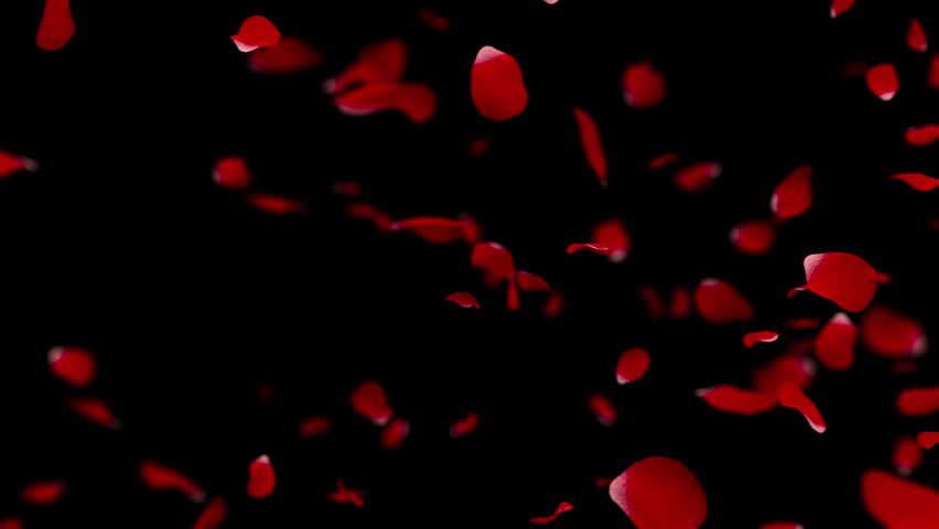 Rose Petals Falling Slow Motion Stock Footage Video 100 Royalty Free Shutterstock