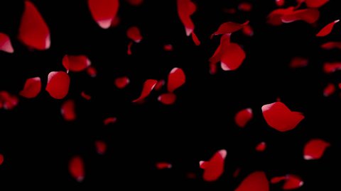 Rose petals falling - once. Slow motion. Shallow depth of field. Matte included. True 3D textured petals.