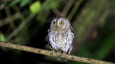 Oriental Scops Owl(Otus sunia) catch on the branch in night time in nature at Kaengkracharn national park,Thailand