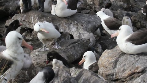 Black browed Albatross and rockhopper penguins  
Black browed Albatross colony and rockhopper penguins

