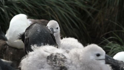 Black browed Albatross and rockhopper penguins  
Black browed Albatross colony and rockhopper penguins

