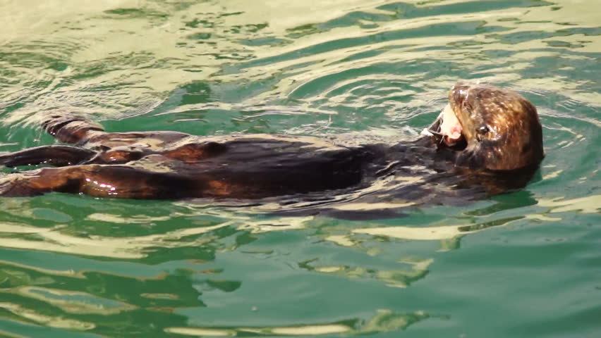 Wild Sea Otter Eats Fresh Fish Resurrection Bay Animal Wildlife