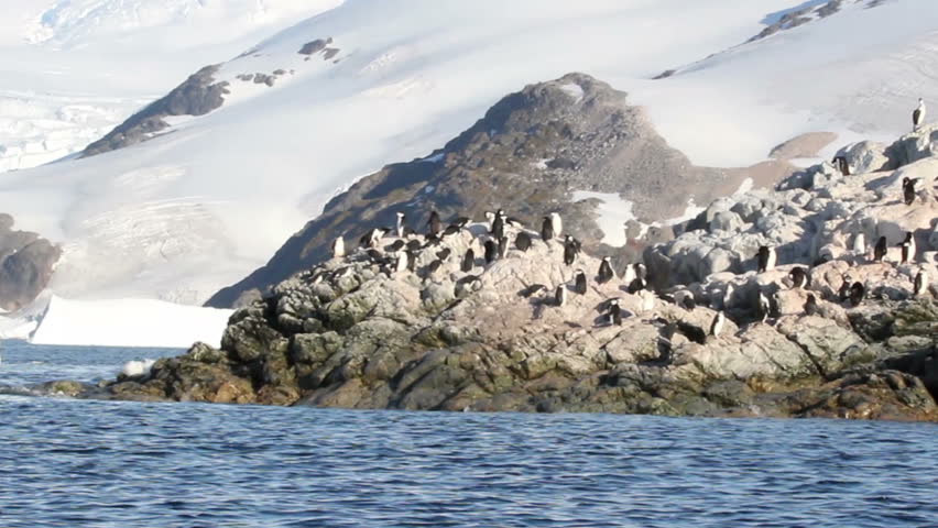 Chinstrap penguin colony
Sail shot of Chinstrap penguin colony in Antarctica
