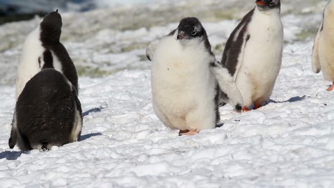 Fat Penguin walk
Fat Gentoo penguin walking on the shore of Antarctica
