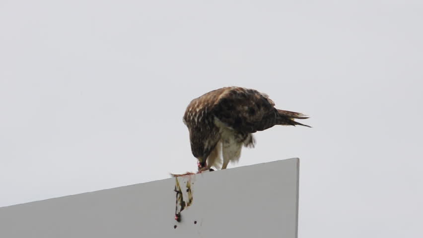Red Tail Hawk sitting on a sign eating a squirrel (Raw footage)