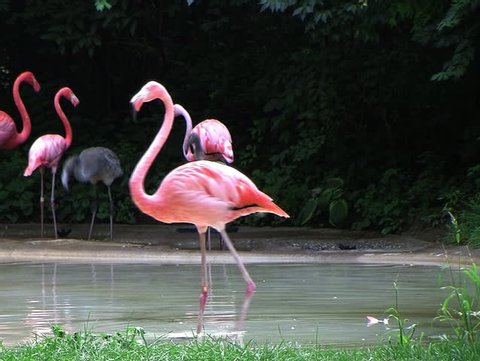 Flamingo Spinning Backwards
