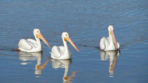 3 white pelicans swim on the Salton Sea, California