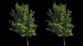 High quality 10bit footage of trees on the different wind with Alpha Channel. Made from RAW footage.
