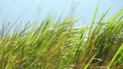 Tall Green Grass Moving In The Wind, Philippines