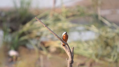 common kingfisher eating feed