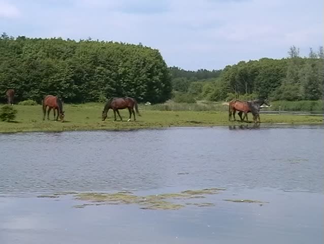 Horses in a field