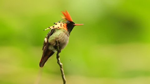 Male of colorful hummingbird Tufted Coquette, with orange crest, from Trinidad sitting on the branch with green background
