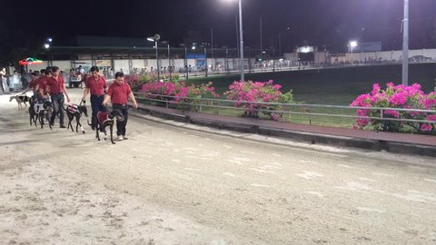 VUNGTAU, VIETNAM - JUNE 12, 2015: Unidentified trainers present their dogs before the dogs race. It is the only gambling allowed in communist Vietnam.