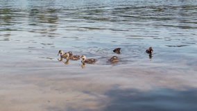 Ducklings splashing and swimming in calm water