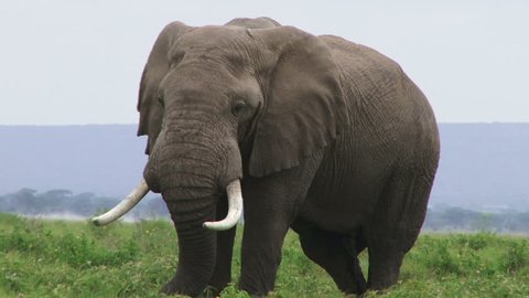 Male elephant facing the camera