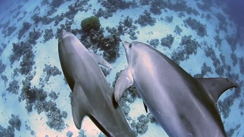 Pair of wild bottlenose dolphins swimming underwater in a sandy lagoon