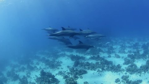 Pod of wild bottlenose dolphins swimming underwater in a sandy lagoon