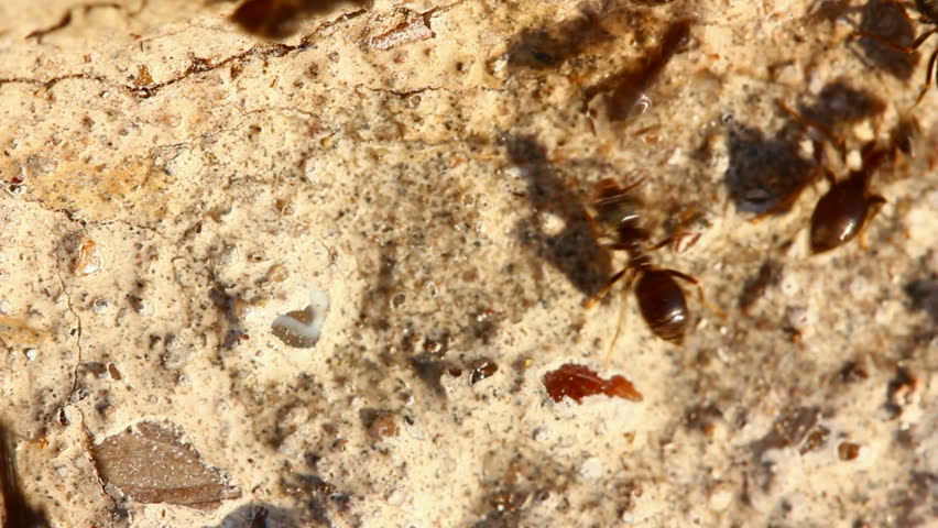 ants macro
