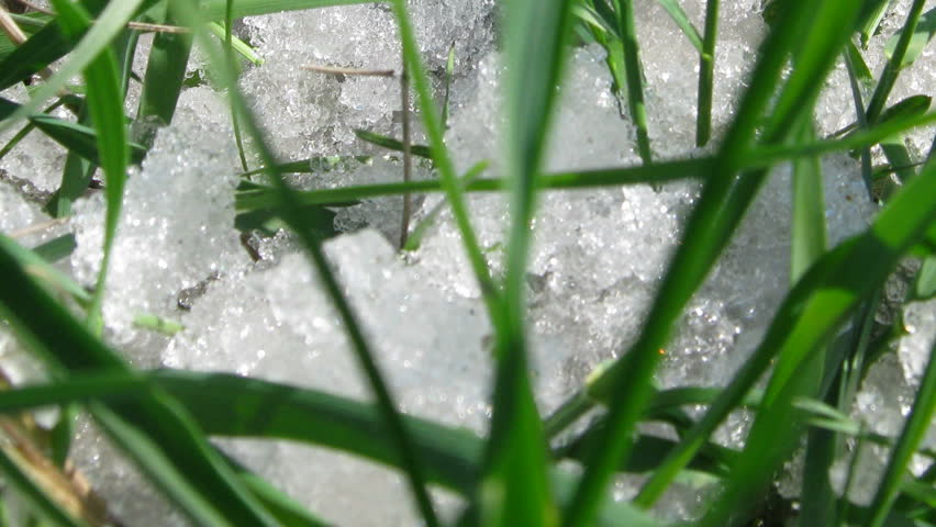 green grass and melting snow - timelapse