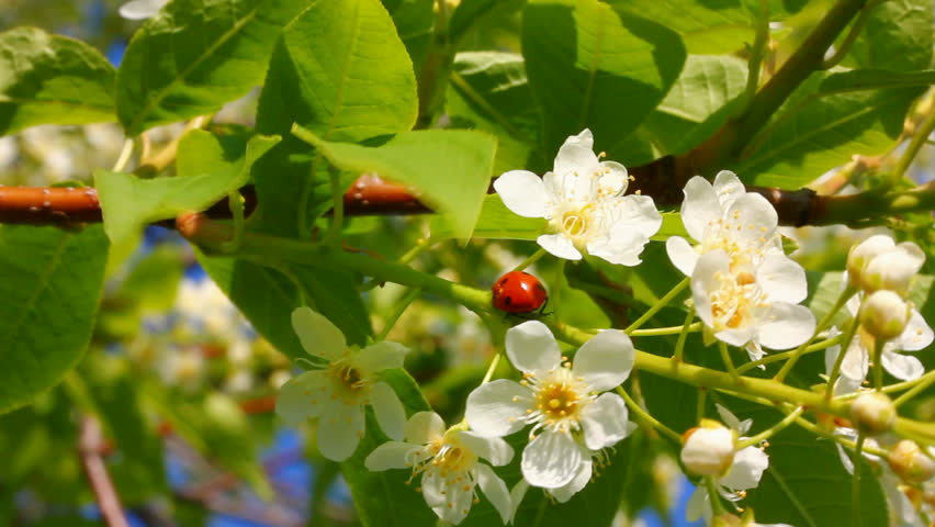 ladybug on cherry tree flowers