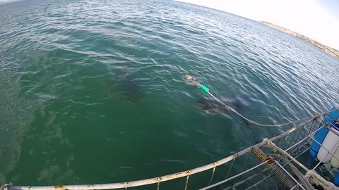 Two great white sharks pass tuna head bait and cage diving boat, South Africa