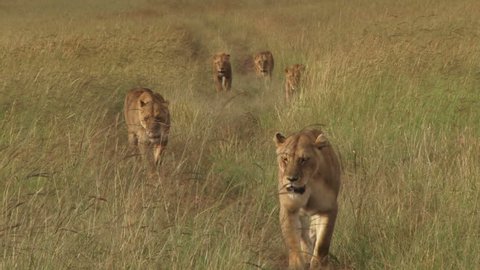 many lions walking in the plains of mara