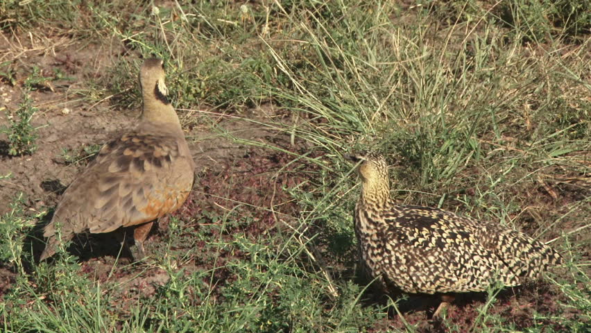 sandgrouse singing.
