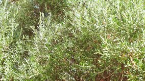 Mediterranean olive tree. Shoot on Digital Cinema Camera in hd.