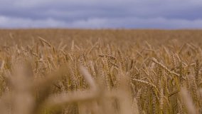Field of ripe wheatField of ripe wheat