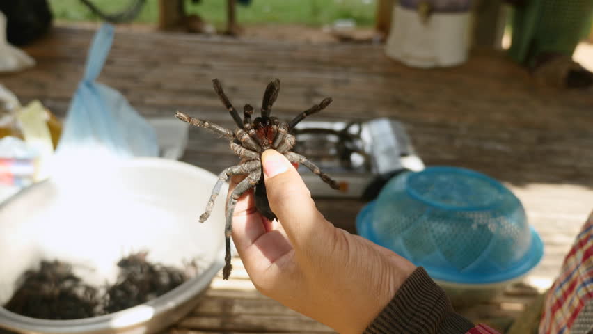  Close-up of a live tarantula hold between thumb and index finger ( close-up)