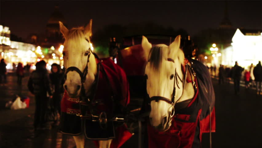 A pair of white horses harnessed to a carriage awaiting tourists in the evening at the Palace Square in St. Petersburg
