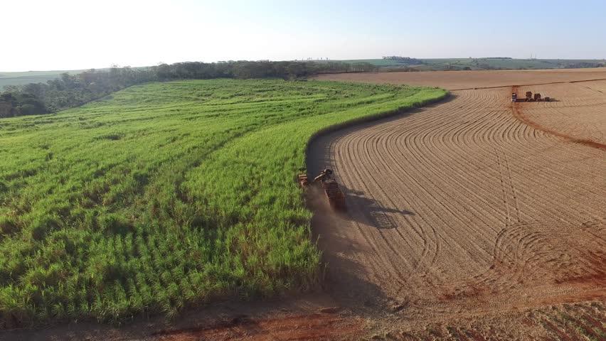sugar cane harvest in sunny day in Brazil - aerial view - Canavial