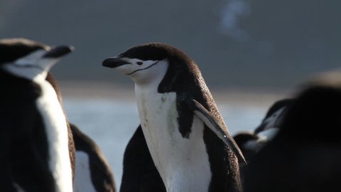 Chinstrap penguin 
Chinstrap penguin walking in Antarctica
