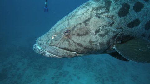 Curious potato cod (Epinephelus tukula) underwater at Aliwal Shoal, Durban, South Africa