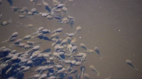 School of tadpoles in forest lake