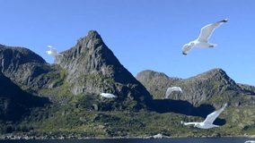 Gulls fly over the tourist boat, which flows along the fjord in Lofoten.
