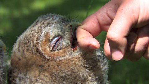 Tawny owl babies (Strix aluco) bite man's hand - no color grading