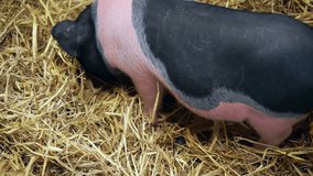 Video Closeup of a black and white pig playing in hays