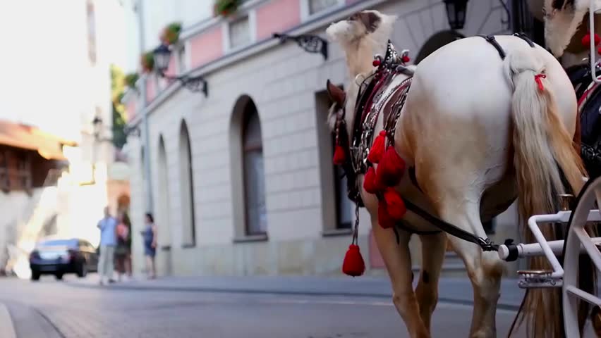 White vintage chaise with two white horses riding through old town.