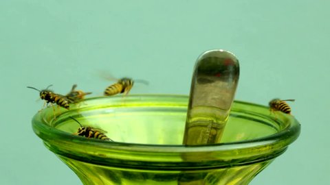 Wasps on lemonade glass summer