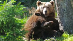 Large adult brown bear rests and scratching in the forest