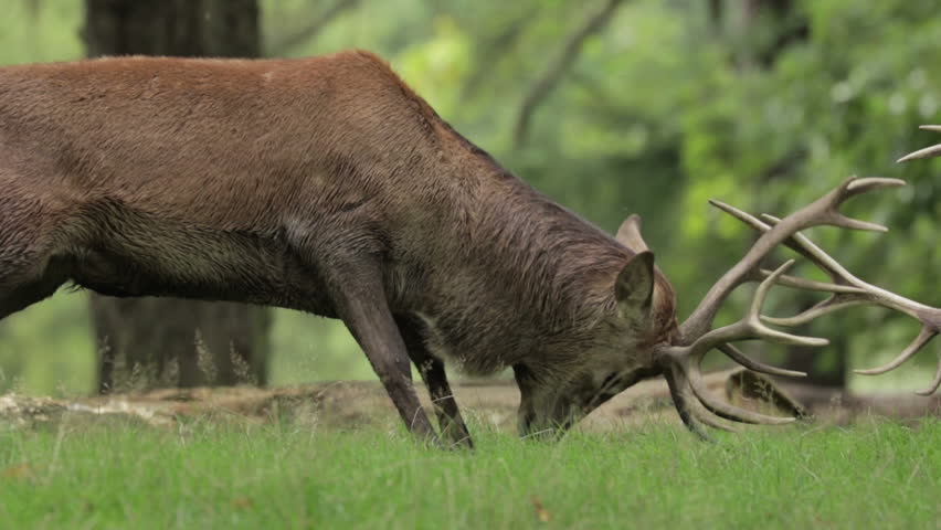 A pair of Red Deer stags battle it out in a shaded woodland. Royalty-Free Stock Footage #11894981