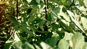 Green figs hanging on fig tree. Shoot on Digital Cinema Camera in hd.