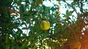 Healthy pomegranates hanging on tree. Shoot on Digital Cinema Camera in hd.