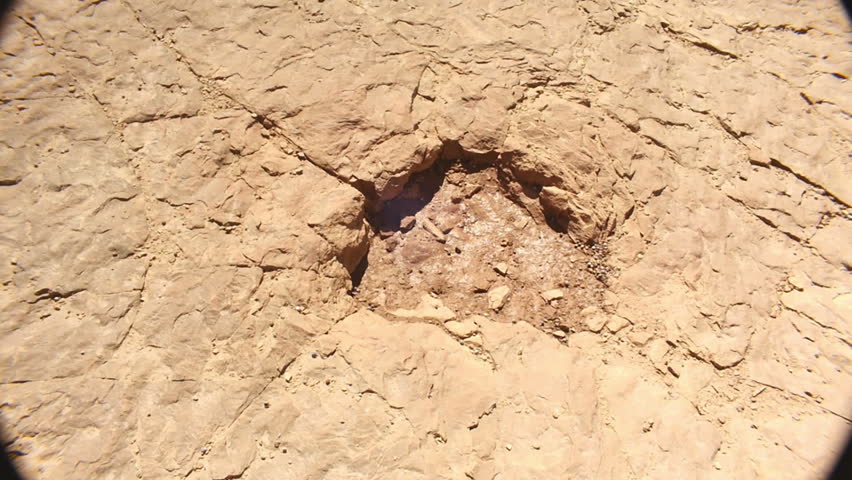 Dinosaur tracks on BLM land