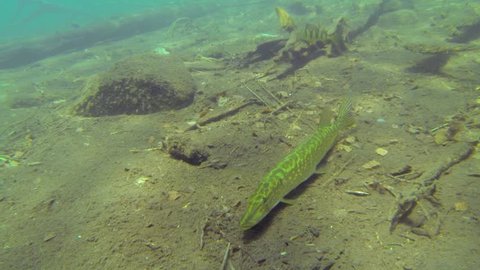 Northern pike staying still on the lake bottom.