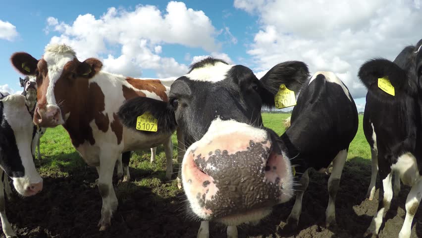Group cattle of young and curious black white and one brown Holstein milk cows standing in the mud and smelling the camera standing close together with crisp sunny blue sky summer 4k high resolution